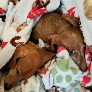 Meet your Posher, Dennise